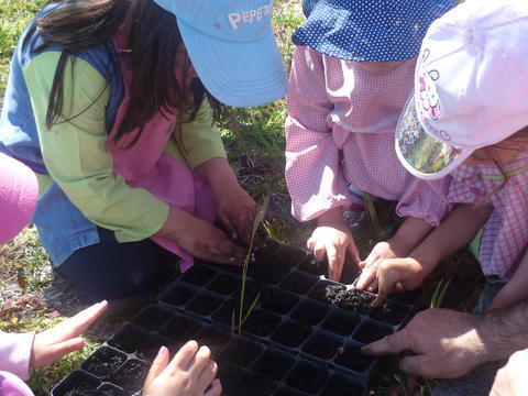 As crianças a semearem o manjerico em pequenas paletes.